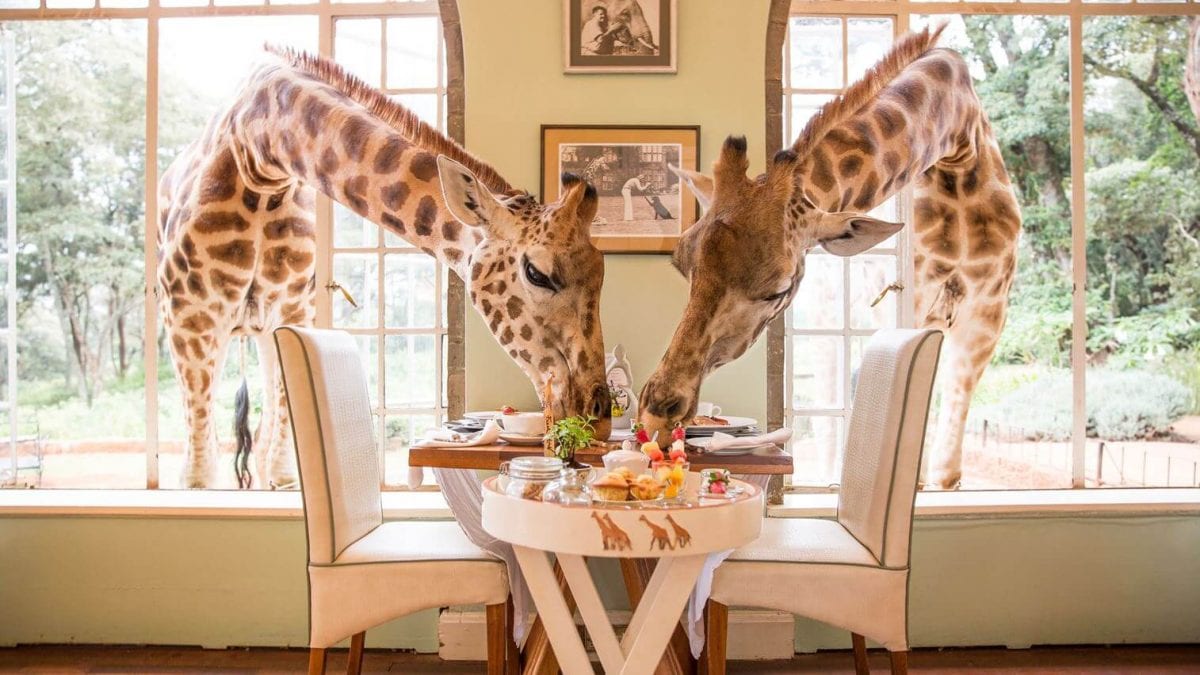 african safari giraffe hotel