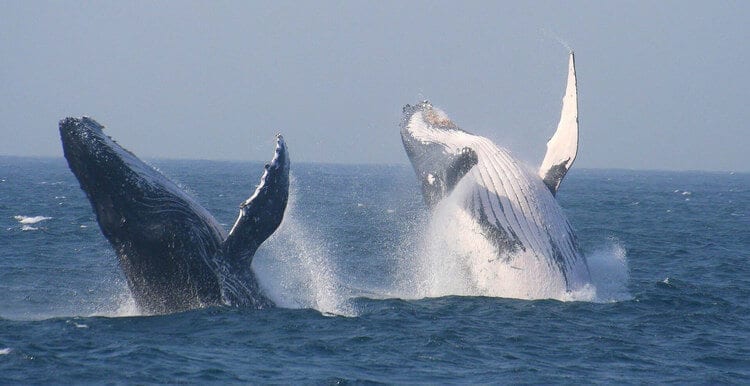 The World Renowned Hermanus Whale Festival in South Africa