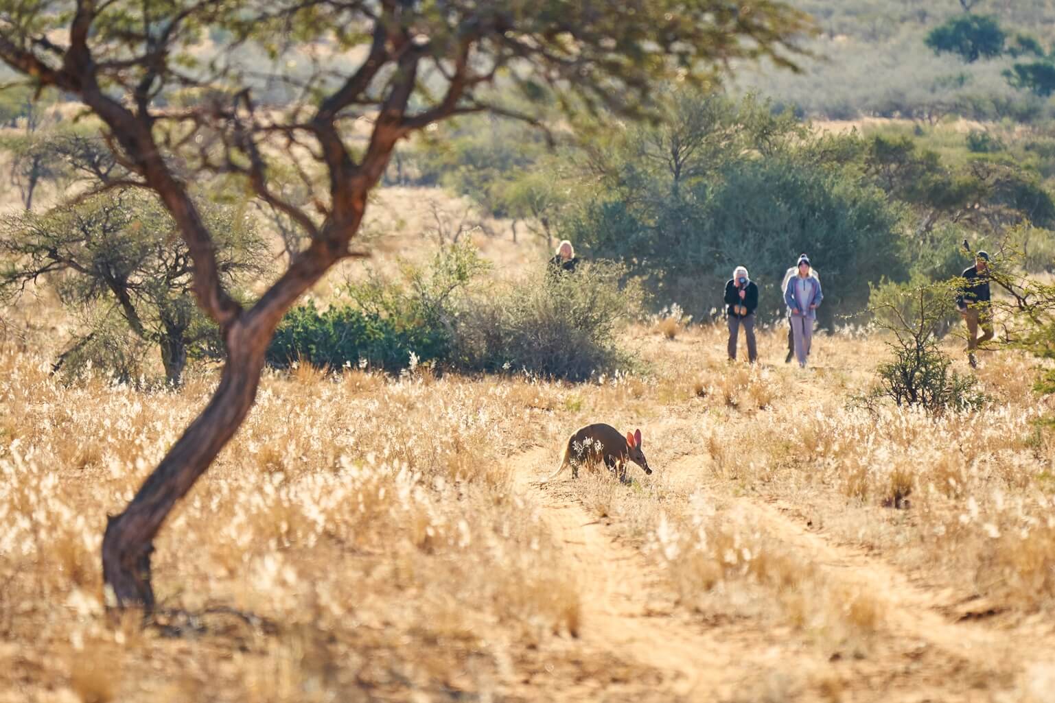 Walking safaris to bring you closer to wildlife at Tswalu