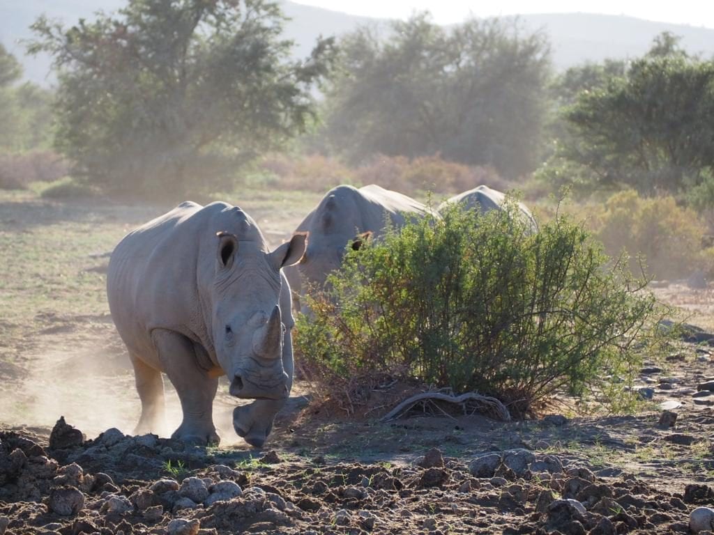 White Rhinos at Sabona Wildlife Reserve