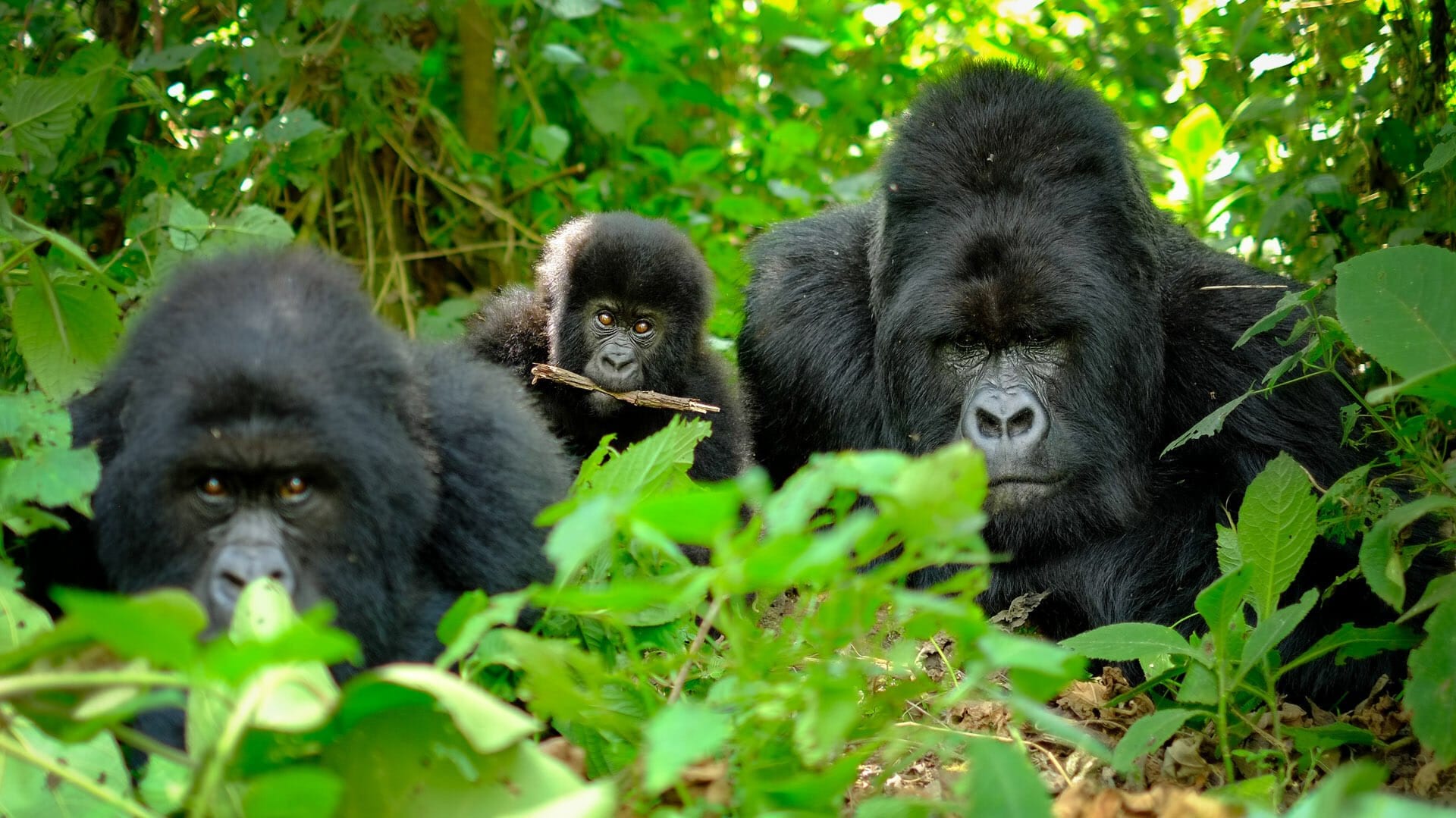 <span>11 Days / 10 Nights</span> Ultimate Rwanda Adventure – Safari, Gorillas & Chimps