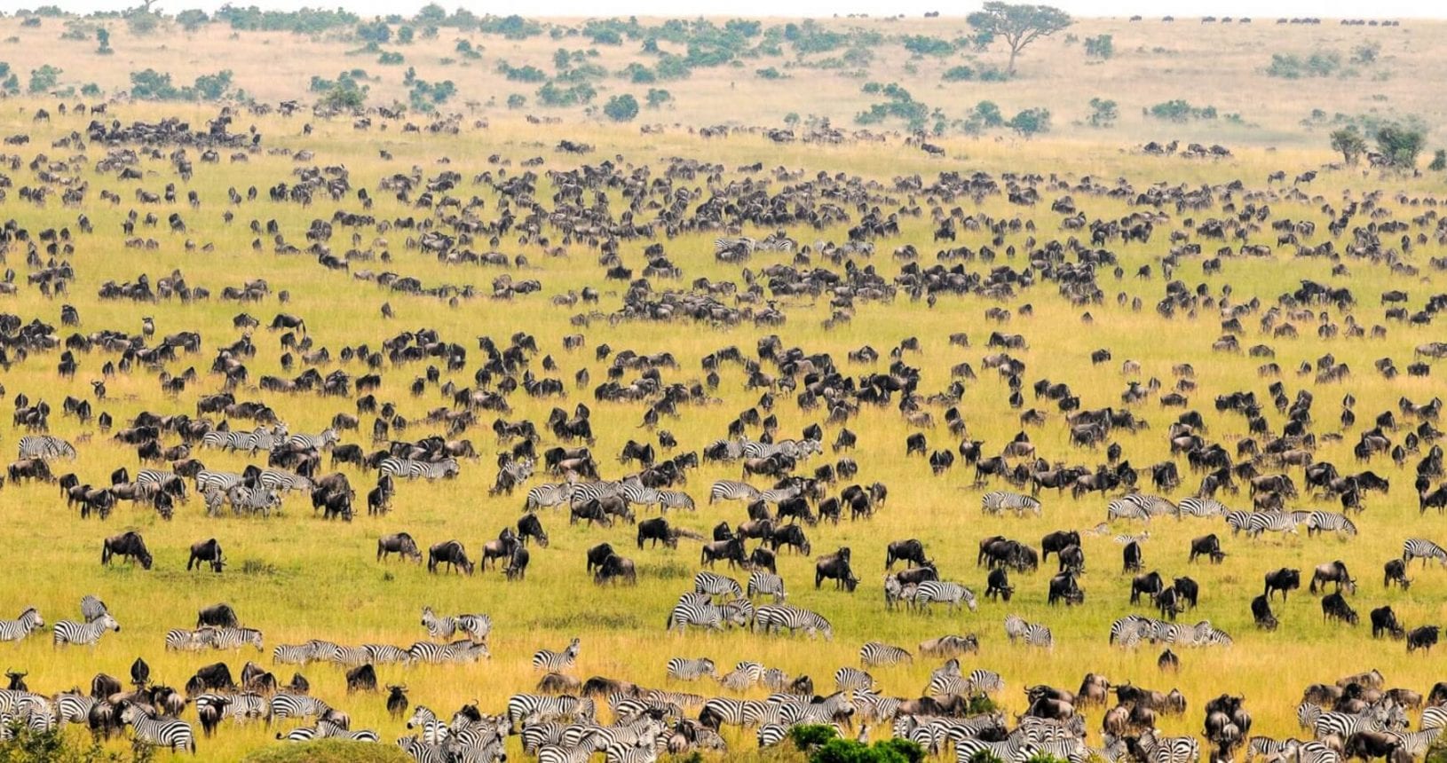 herd of animals
