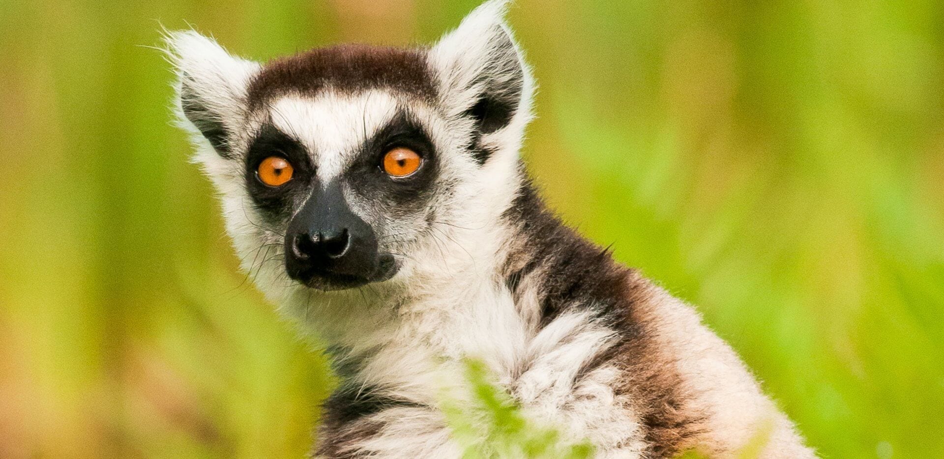 Lemur Sad Lemur