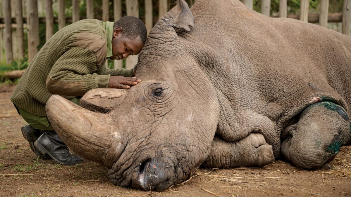 sudan one of the last male northern white rhinos