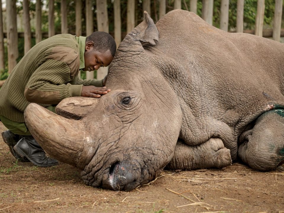 sudan one of the last male northern white rhinos